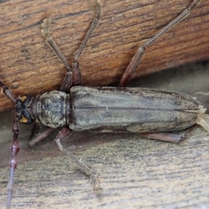 Pachydissus sericus at Cook, ACT - 28 Dec 2019 10:06 PM