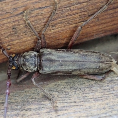 Pachydissus sericus (Longhorn beetle) at Cook, ACT - 28 Dec 2019 by CathB