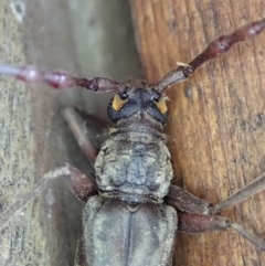 Pachydissus sericus at Cook, ACT - 28 Dec 2019 10:06 PM