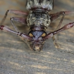 Pachydissus sericus at Cook, ACT - 28 Dec 2019