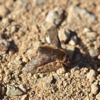 Comptosia insignis (A bee fly) at Wamboin, NSW - 25 Oct 2019 by natureguy