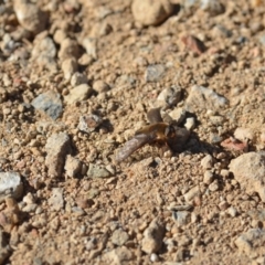 Comptosia insignis at Wamboin, NSW - 25 Oct 2019