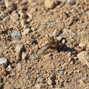 Comptosia insignis at Wamboin, NSW - 25 Oct 2019