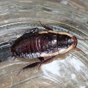 Drymaplaneta sp. (genus) at Cook, ACT - 29 Dec 2019