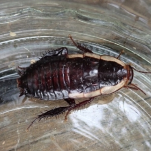 Drymaplaneta sp. (genus) at Cook, ACT - 29 Dec 2019