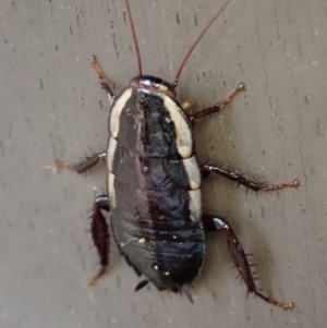 Drymaplaneta sp. (genus) at Cook, ACT - 29 Dec 2019