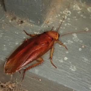 Periplaneta sp. (genus) at Cook, ACT - 29 Dec 2019