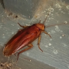 Periplaneta sp. (genus) (Unidentified Periplaneta cockroach) at Cook, ACT - 29 Dec 2019 by CathB