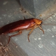 Periplaneta sp. (genus) at Cook, ACT - 29 Dec 2019