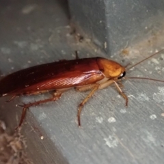 Periplaneta sp. (genus) at Cook, ACT - 29 Dec 2019