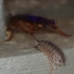 Porcellio scaber at Cook, ACT - 29 Dec 2019