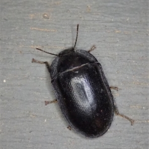 Pterohelaeus striatopunctatus at Cook, ACT - 29 Dec 2019 11:00 PM