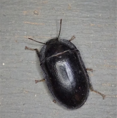 Pterohelaeus striatopunctatus (Darkling beetle) at Cook, ACT - 29 Dec 2019 by CathB