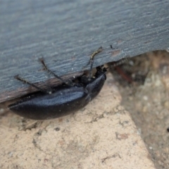 Pterohelaeus striatopunctatus at Cook, ACT - 29 Dec 2019