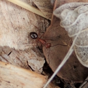 Melophorus sp. (genus) at Cook, ACT - 29 Dec 2019