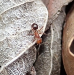 Melophorus sp. (genus) at Cook, ACT - 29 Dec 2019