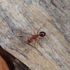 Melophorus sp. (genus) at Cook, ACT - 29 Dec 2019