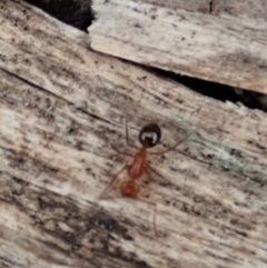 Melophorus sp. (genus) at Cook, ACT - 29 Dec 2019 03:10 PM