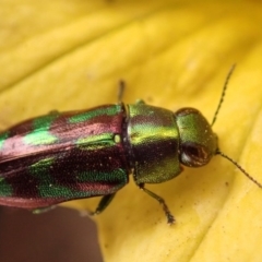 Melobasis sp. (genus) (Unidentified Melobasis jewel Beetle) at Spence, ACT - 31 Dec 2019 by Laserchemisty