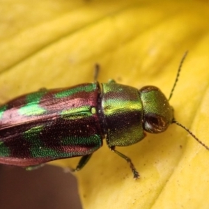 Melobasis sp. (genus) at Spence, ACT - 31 Dec 2019