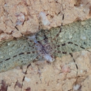 Tamopsis sp. (genus) at Cook, ACT - 28 Dec 2019