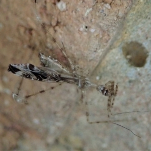 Stenolemus sp. (genus) at Cook, ACT - 29 Dec 2019