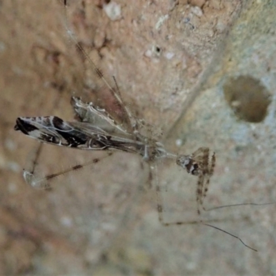 Stenolemus sp. (genus) (Thread-legged assassin bug) at Cook, ACT - 29 Dec 2019 by CathB