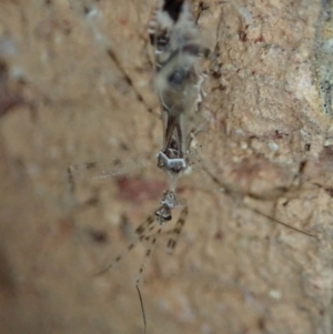 Stenolemus sp. (genus) at Cook, ACT - 29 Dec 2019 10:49 PM