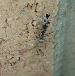 Stenolemus sp. (genus) at Cook, ACT - 29 Dec 2019