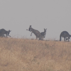 Macropus giganteus (Eastern Grey Kangaroo) at Wallaroo, ACT - 29 Dec 2019 by Christine