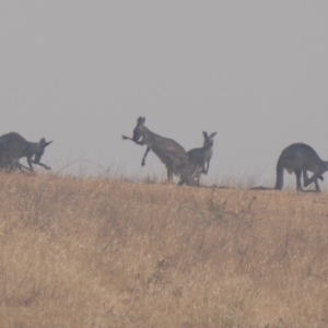 Macropus giganteus at Wallaroo, ACT - 30 Dec 2019 10:27 AM