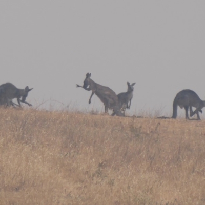 Macropus giganteus (Eastern Grey Kangaroo) at Wallaroo, ACT - 30 Dec 2019 by Christine