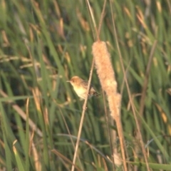 Cisticola exilis (Golden-headed Cisticola) at Gungahlin, ACT - 30 Dec 2019 by Lomandra