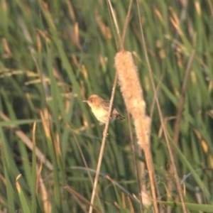 Cisticola exilis at Gungahlin, ACT - 31 Dec 2019 06:47 AM