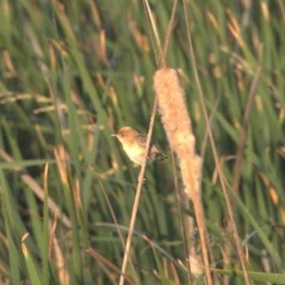 Cisticola exilis (Golden-headed Cisticola) at Gungahlin, ACT - 30 Dec 2019 by Lomandra