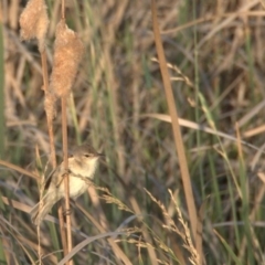 Acrocephalus australis (Australian Reed-Warbler) at Gungahlin, ACT - 31 Dec 2019 by Lomandra