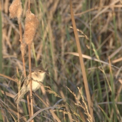 Acrocephalus australis (Australian Reed-Warbler) at Gungahlin, ACT - 30 Dec 2019 by Lomandra