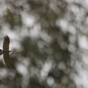 Aquila audax at Deakin, ACT - 30 Dec 2019 04:08 PM