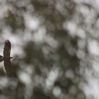 Aquila audax (Wedge-tailed Eagle) at Red Hill to Yarralumla Creek - 30 Dec 2019 by LisaH