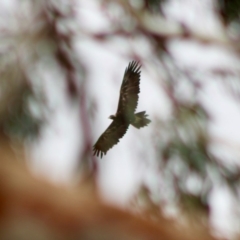 Aquila audax at Deakin, ACT - 30 Dec 2019 04:08 PM