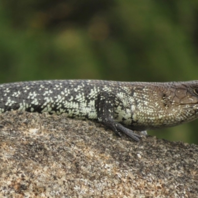 Egernia cunninghami (Cunningham's Skink) at Jindabyne, NSW - 31 Dec 2019 by RobParnell