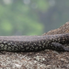 Egernia cunninghami at Jindabyne, NSW - 31 Dec 2019