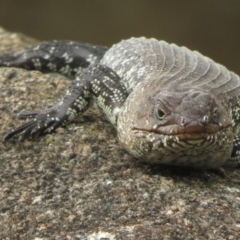 Egernia cunninghami at Jindabyne, NSW - 31 Dec 2019