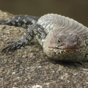 Egernia cunninghami at Jindabyne, NSW - 31 Dec 2019