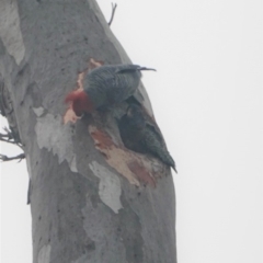 Callocephalon fimbriatum (Gang-gang Cockatoo) at Deakin, ACT - 31 Dec 2019 by JackyF