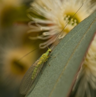 Chrysopidae (family) (Unidentified Green lacewing) at Googong, NSW - 28 Dec 2019 by WHall