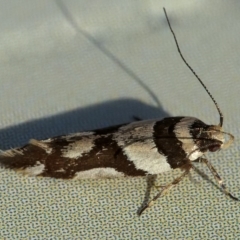 Macrobathra desmotoma ( A Cosmet moth) at Googong, NSW - 31 Dec 2019 by WHall