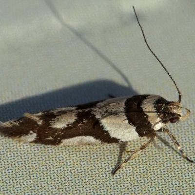 Macrobathra desmotoma ( A Cosmet moth) at Googong, NSW - 31 Dec 2019 by WHall