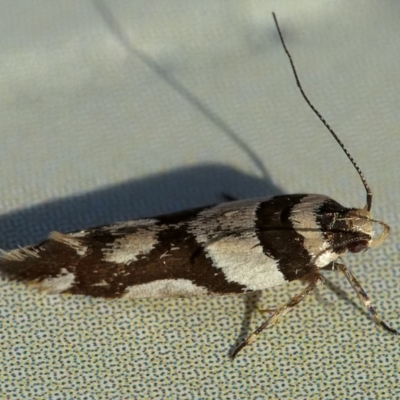 Macrobathra desmotoma ( A Cosmet moth) at Googong, NSW - 30 Dec 2019 by WHall