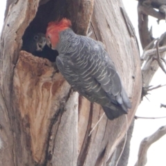 Callocephalon fimbriatum (Gang-gang Cockatoo) at Hughes, ACT - 31 Dec 2019 by JackyF